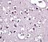 Lipoprotein Lipase antibody, F43589-0.4ML, NSJ Bioreagents, Western Blot image 
