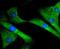 Sirtuin 1 antibody, NBP2-67364, Novus Biologicals, Immunocytochemistry image 