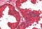 CAMP Responsive Element Binding Protein 3 Like 4 antibody, NB100-1015, Novus Biologicals, Immunohistochemistry paraffin image 