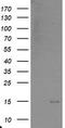 Migration And Invasion Enhancer 1 antibody, LS-C173891, Lifespan Biosciences, Western Blot image 