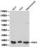 Proteasome Activator Subunit 3 antibody, LS-C192249, Lifespan Biosciences, Western Blot image 