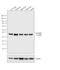 Secretory Carrier Membrane Protein 2 antibody, GTX23431, GeneTex, Western Blot image 