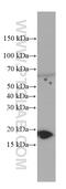 GABA Type A Receptor Associated Protein Like 1 antibody, 66458-1-Ig, Proteintech Group, Western Blot image 