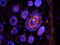 Transforming Growth Factor Alpha antibody, orb11467, Biorbyt, Immunofluorescence image 