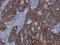 FAS antibody, H00002194-M01, Novus Biologicals, Immunohistochemistry frozen image 