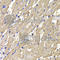 Mannose Phosphate Isomerase antibody, A7319, ABclonal Technology, Immunohistochemistry paraffin image 