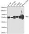 Trafficking From ER To Golgi Regulator antibody, GTX33542, GeneTex, Western Blot image 