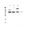 Interleukin 18 Binding Protein antibody, PA5-79483, Invitrogen Antibodies, Western Blot image 