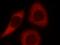 Lactase Like antibody, 24589-1-AP, Proteintech Group, Immunofluorescence image 