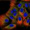 KIT Ligand antibody, GTX31189, GeneTex, Immunofluorescence image 