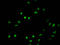 Histone Cluster 1 H2B Family Member B antibody, LS-C670397, Lifespan Biosciences, Immunofluorescence image 