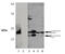 Heme Oxygenase 1 antibody, ADI-SPA-896-D, Enzo Life Sciences, Western Blot image 