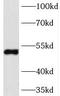 NADH:Ubiquinone Oxidoreductase Core Subunit V1 antibody, FNab05635, FineTest, Western Blot image 