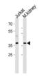 p38 antibody, TA302203, Origene, Western Blot image 