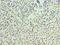 Peptidyl Arginine Deiminase 4 antibody, LS-C380193, Lifespan Biosciences, Immunohistochemistry frozen image 