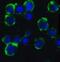 Autophagy Related 5 antibody, GTX31770, GeneTex, Immunocytochemistry image 