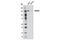 Lysine Demethylase 4A antibody, 5328S, Cell Signaling Technology, Western Blot image 