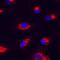 Nucleobindin 2 antibody, MAB5949, R&D Systems, Immunocytochemistry image 