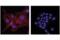 Cadherin 2 antibody, 99377S, Cell Signaling Technology, Immunofluorescence image 
