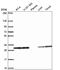 Penta-EF-Hand Domain Containing 1 antibody, NBP2-56626, Novus Biologicals, Western Blot image 