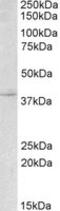 Myogenin antibody, MBS422344, MyBioSource, Western Blot image 
