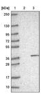 Translin-associated protein X antibody, NBP1-80666, Novus Biologicals, Western Blot image 