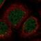 Zinc Finger Protein 213 antibody, NBP2-58325, Novus Biologicals, Immunofluorescence image 