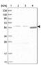 FIC Domain Containing antibody, PA5-54396, Invitrogen Antibodies, Western Blot image 