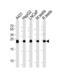 Triosephosphate Isomerase 1 antibody, 61-595, ProSci, Western Blot image 