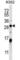 Stathmin 4 antibody, abx027476, Abbexa, Western Blot image 