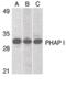 Acidic Nuclear Phosphoprotein 32 Family Member A antibody, orb86522, Biorbyt, Western Blot image 