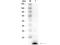 Lysozyme antibody, NBP1-77790, Novus Biologicals, Western Blot image 