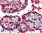 Peroxiredoxin 1 antibody, 46-754, ProSci, Enzyme Linked Immunosorbent Assay image 