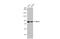 MRE11A antibody, GTX636826, GeneTex, Western Blot image 