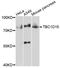 TBC1 Domain Family Member 15 antibody, abx126680, Abbexa, Western Blot image 