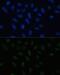 Proline, Glutamate And Leucine Rich Protein 1 antibody, GTX33402, GeneTex, Immunofluorescence image 