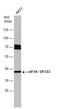 Eukaryotic Translation Initiation Factor 3 Subunit H antibody, GTX633631, GeneTex, Western Blot image 