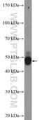 Orexin receptor 1 antibody, 18370-1-AP, Proteintech Group, Western Blot image 