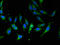 Importin-13 antibody, LS-C395903, Lifespan Biosciences, Immunofluorescence image 