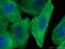 Myosin Heavy Chain 9 antibody, 11128-1-AP, Proteintech Group, Immunofluorescence image 