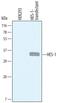 RHL antibody, AF3317, R&D Systems, Western Blot image 