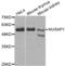 Nucleolar And Spindle Associated Protein 1 antibody, abx004592, Abbexa, Western Blot image 