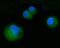 Amine Oxidase Copper Containing 1 antibody, A08386-1, Boster Biological Technology, Immunofluorescence image 