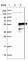 Family With Sequence Similarity 170 Member A antibody, HPA037900, Atlas Antibodies, Western Blot image 