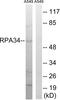 CD3e Molecule Associated Protein antibody, abx014431, Abbexa, Western Blot image 