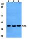 Neural Retina Leucine Zipper antibody, PA5-37003, Invitrogen Antibodies, Western Blot image 