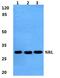 Neural retina-specific leucine zipper protein antibody, PA5-37003, Invitrogen Antibodies, Western Blot image 