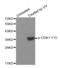 Cyclin Dependent Kinase 1 antibody, abx000285, Abbexa, Western Blot image 