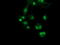 Sorting Nexin 8 antibody, TA502115, Origene, Immunofluorescence image 