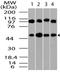 Tubulin Beta 2A Class IIa antibody, A06868, Boster Biological Technology, Western Blot image 